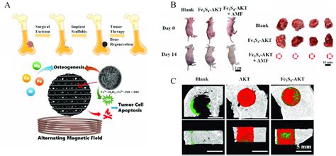 Fe S Akermanite Scaffold Fs Akt For The Therapy Of Bone Tumors