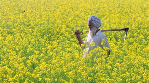 Revel In The Yellow Mustard Fields Of Rural Punjab The Hindu