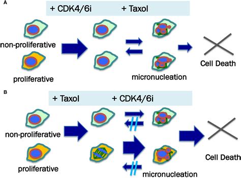 Frontiers Rationale For Combination Of Paclitaxel And CDK4 6