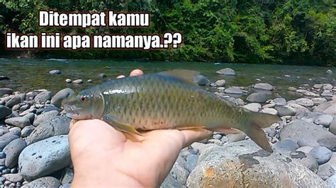 Ikan Mahseer Part Saatnya Turun Nembak Dan Menjala Ikan Disaat