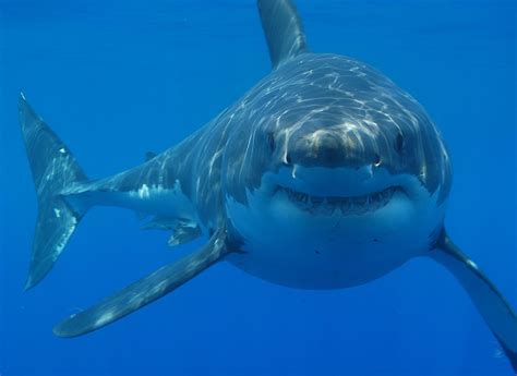 File:Great white shark south africa.jpg - Wikimedia Commons