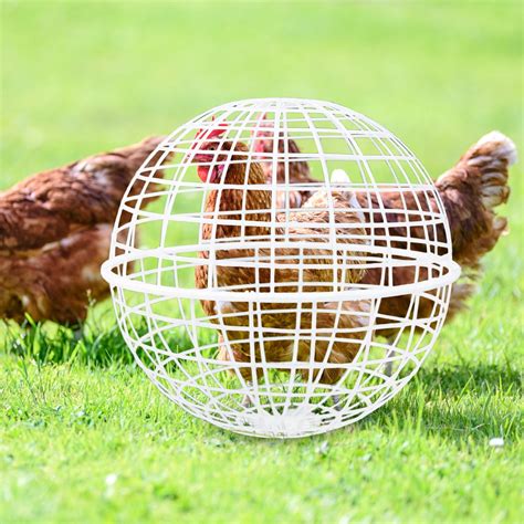 The Hilarious Adventures of Chickens in Hamster Balls: A Tale of