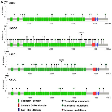 fat inhibits cell migration  invasion  affecting cellular