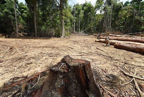 The Amazon Rainforest Is Approaching A Tipping Point Beyond Which It