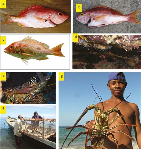 Especies De Interés Comercial En El Caribe Sur A Pargo Bonefin