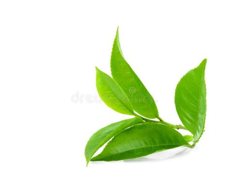 Green Tea Leaf Isolated On White Background Stock Photo Image Of