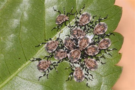 Just Hatched Shield Bugs Hiding Under A Leaf