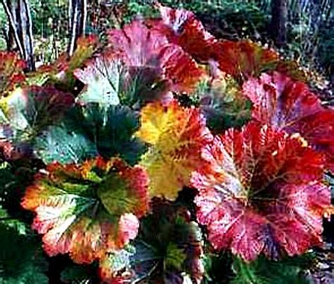 Дармера (пельтифиллум) | КРАСИВЫЕ ИДЕИ ДЛЯ САДА | Идеи посадки растений ...