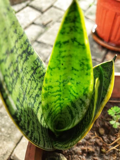 Broadleaf Green Leafy Plants Growing In The Garden Stock Photo Image