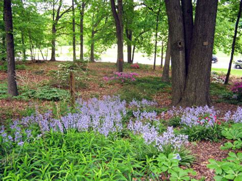 Shade-Loving Flowering Plants for a Woodland Garden - Dengarden