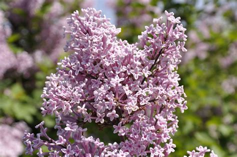 'Josée' - parfum de nature