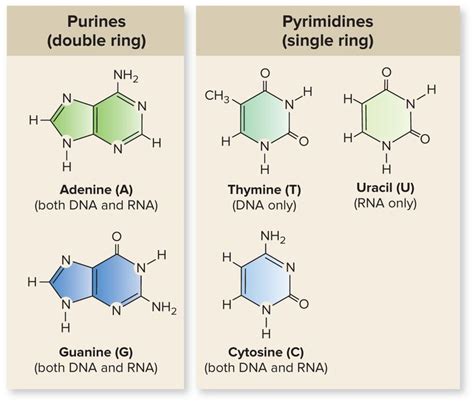 Nucleotides Purines And Pyrimidines Venn Diagram Purine And