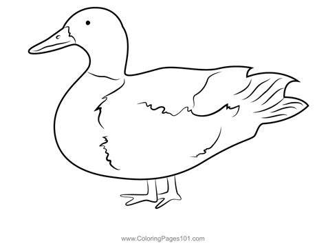 Mallard Duck Standing On One Leg Coloring Page for Kids - Free Ducks
