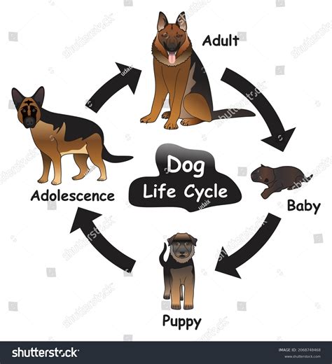 Diagram Of Growth Cycle Of Puppy Golden Retriever Puppy Growth Chart