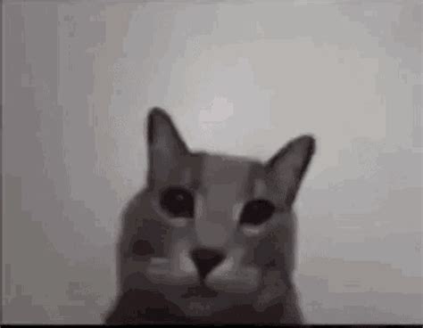 Cat Shows Fuck Cat Shows Fuck Discover Share Gifs