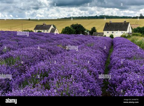 Rows Of Lavendar In Lavender Fields At Snowshill Lavender Farm