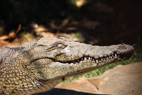 Portrait of a Male Nile Crocodile Resting Close To the River S Side in