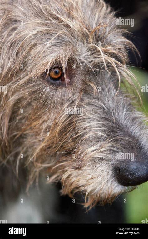 portrait   wolfhound stock photo alamy