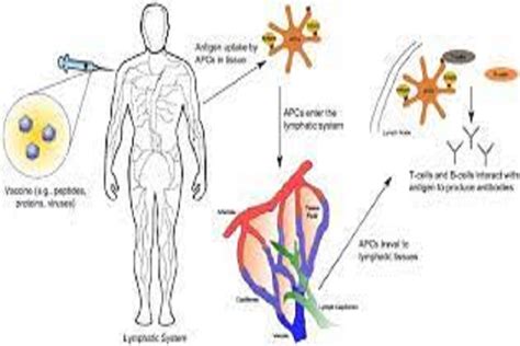 The Lymphatic System and Immunity - TRUTHREVIEWERS