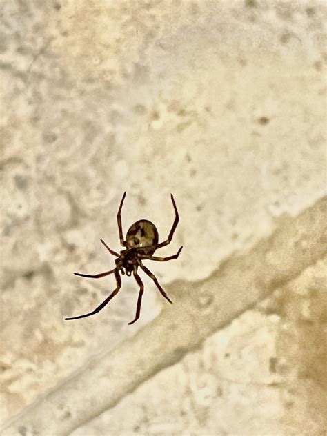 Unidentified spider in Golden, Colorado United States