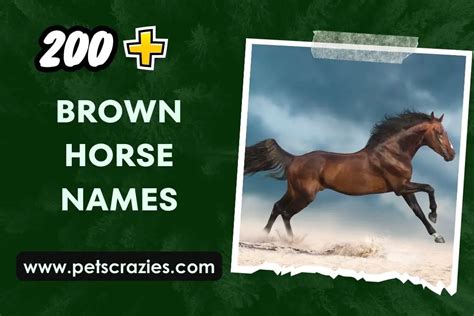 200+ Brown Horse Names for Your Stallion or Mare