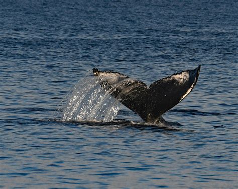 Humpback Whale Tail Seen in Sitka, Alaska Waters · Free Stock Photo