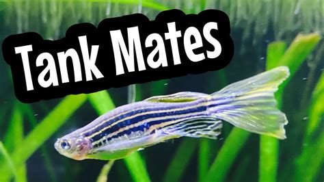 Zebra Danio Tank Mates - Aquariumia