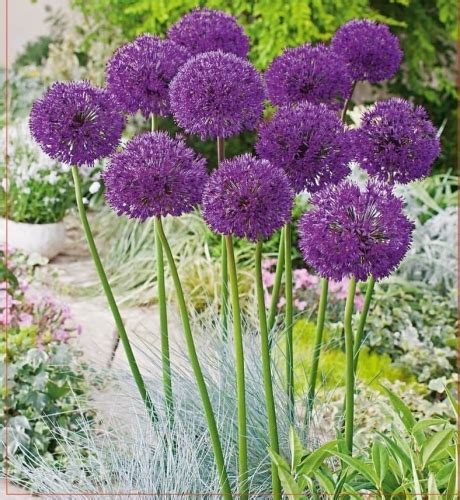 Czosnek Ozdobny Allium Purple Sensation 5szt Sklep Internetowy PNOS