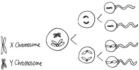 Autosomes And Sex Chromosomes Introduction To Genetics