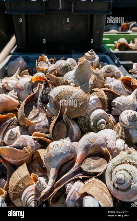 Fishermans Truck Loaded With Bins Of Freshly Caught Conch Chatham