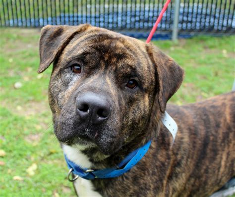 Leaving a Legacy – Saint Frances Animal Center