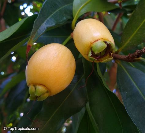 Syzygium Jambos Eugenia Jambos Jambosa Jambos Rose Apple Malabar