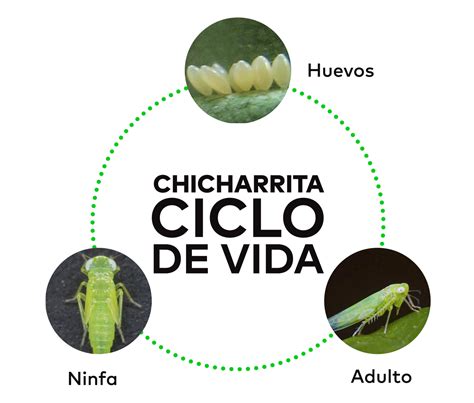 Cómo Eliminar La Chicharrita Del Frijol Blog Cambiagro