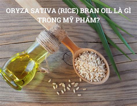 ORYZA SATIVA RICE BRAN OIL LÀ GÌ TRONG MỸ PHẨM