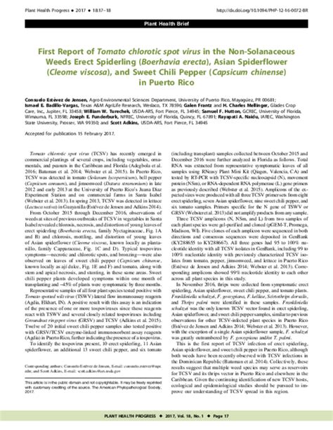 Pdf First Report Of Tomato Chlorotic Spot Virus In The Non Solanaceous Weeds Erect Spiderling