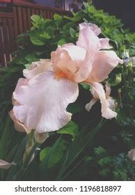 Pastel Nude Iris Stock Photo Shutterstock