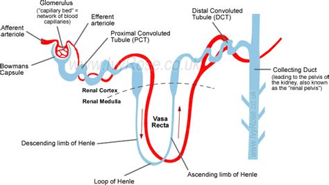 Simple Diagram Of Nephron