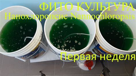 Фито культура. Нанохлоропсис (Nannochloropsis). Первая неделя. - YouTube