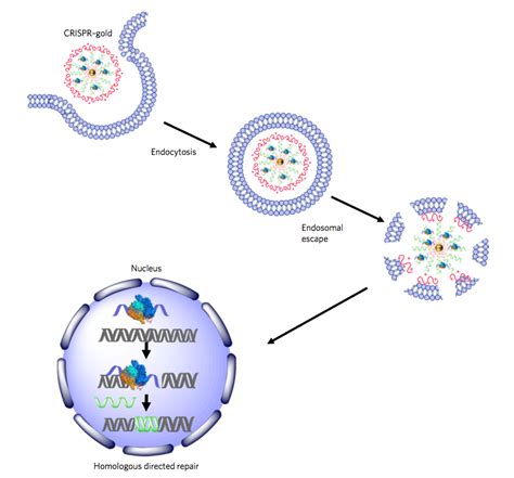 CRISPR Gold Fixes Duchenne Muscular Dystrophy Mutation In Mice Berkeley