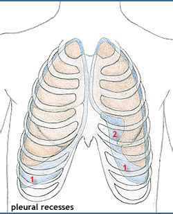 The Best 11 Costodiaphragmatic Recess Location - factimagestreet