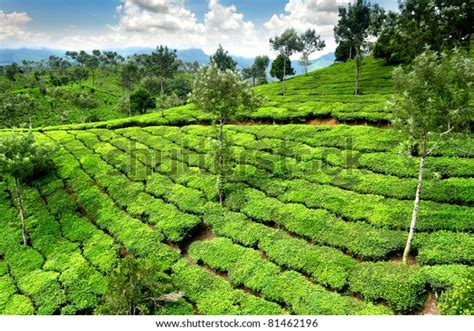 tea field munnar kerala india stock photo edit