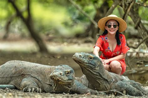 Best Place To See Komodo Dragons Komodoluxury