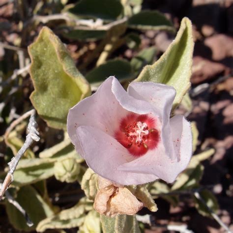 Hibiscus Denudatus Desert Hibiscus 10 Malvaceae Bahia Sa Flickr