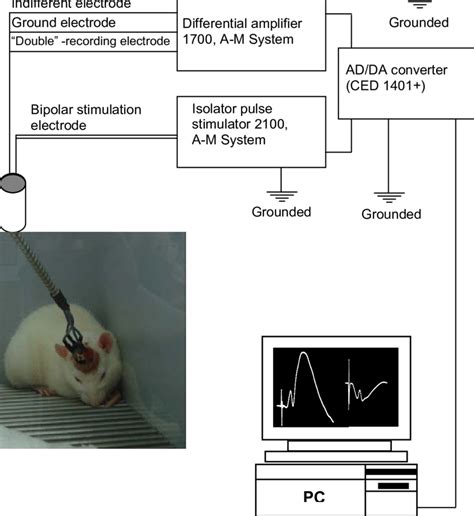 Electrophysiological Recording Set Up With Connected Freely Moving