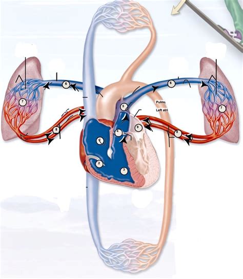 Blood Flow Through Pulmonary Circulation Diagram Quizlet