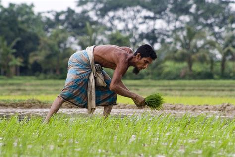 Farmer Plant Paddy Shoots At A Field Kshoppurjessorebangladesh