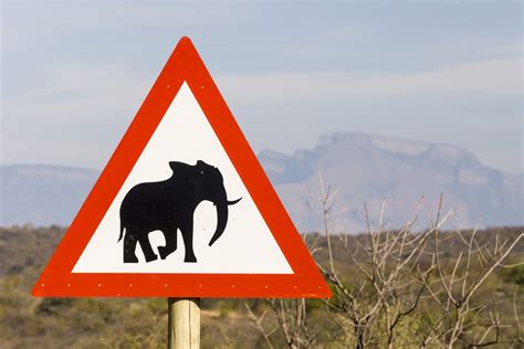 Científicos Alertan De La Llegada De Una Extinción Silenciosa