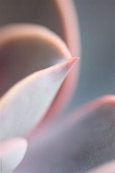 Pastel Succulent Plant Macro Del Colaborador De Stocksy Marcel