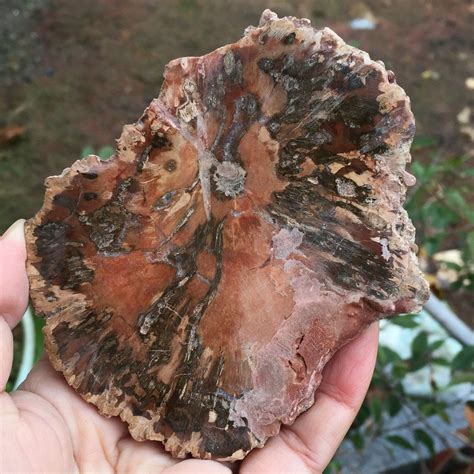 213g Natural Petrified Wood Fossil Crystal Polished Slice Madagascar