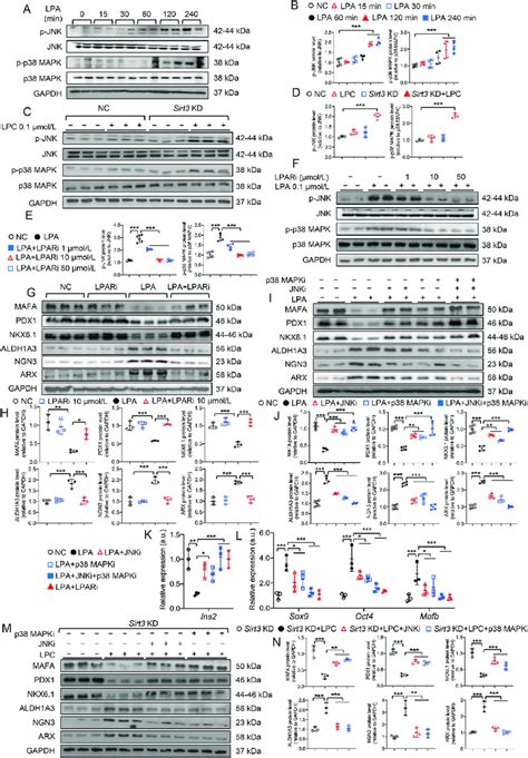 Jnkp38 Mapk Signaling Pathways Contributed To Lpa Induced B Cell